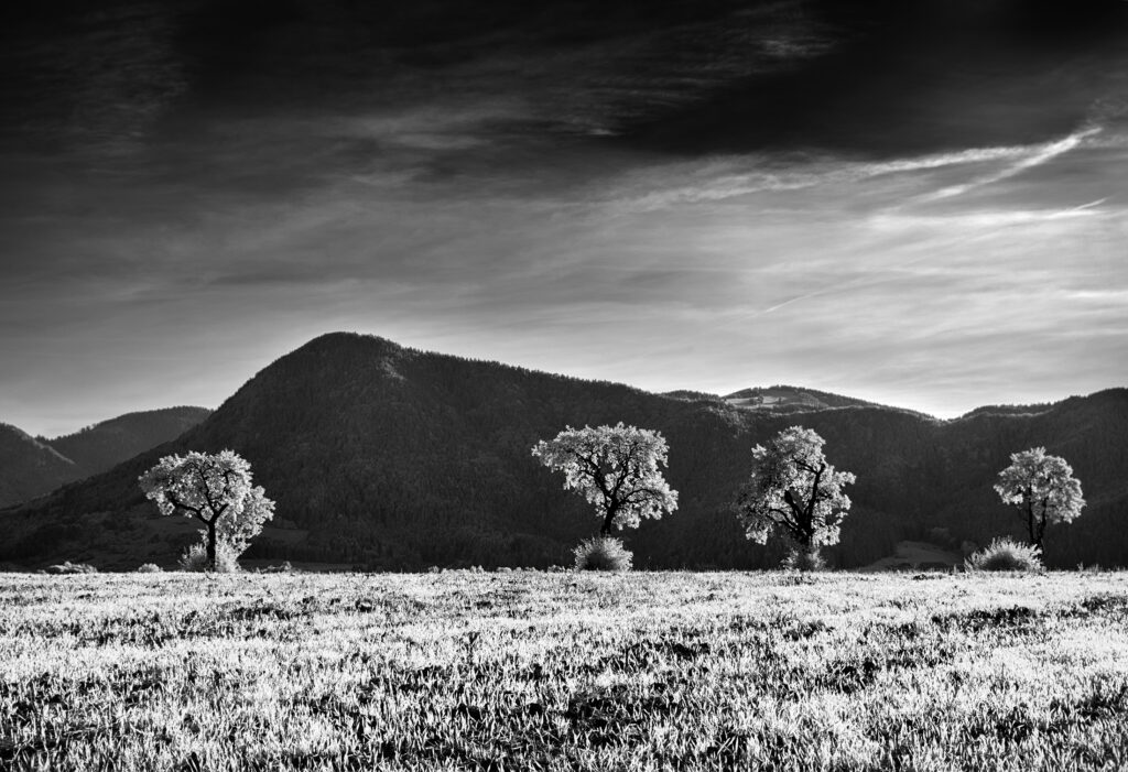 Lubica Kremenova Row of trees